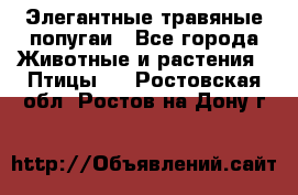 Элегантные травяные попугаи - Все города Животные и растения » Птицы   . Ростовская обл.,Ростов-на-Дону г.